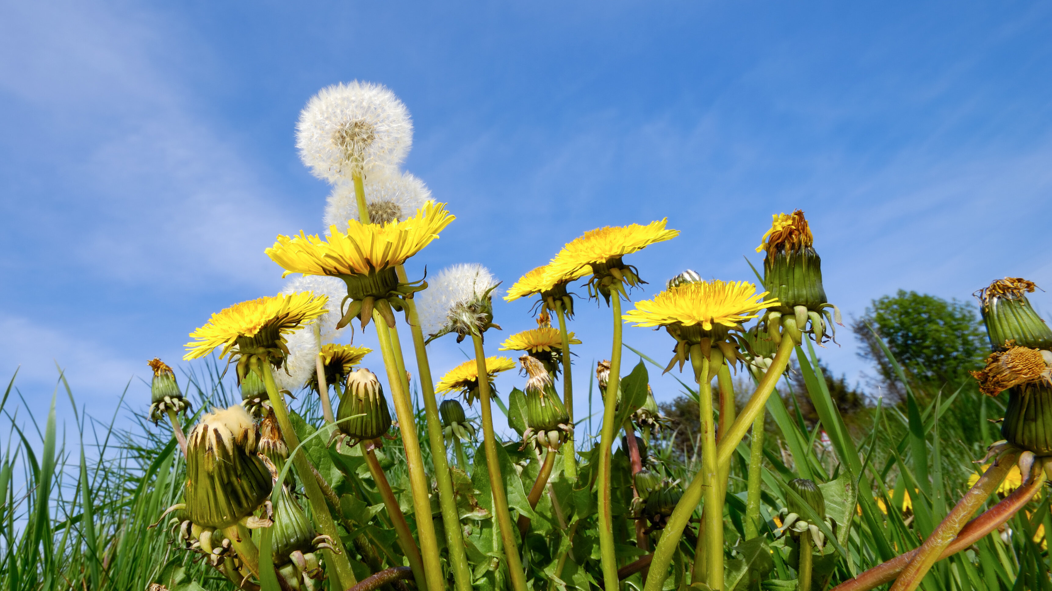Ukrudt mælkebøtter