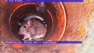 Tjek din kloak, og undgå rotter på din grund