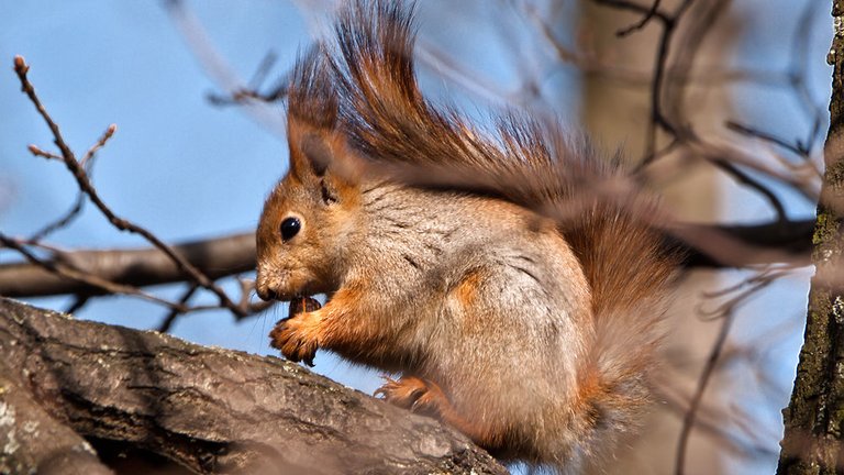Sådan undgår du, at dyrene plyndrer dit nøddetræ