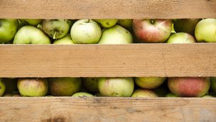 Undgå sygdom og skadedyr i dine æbler
