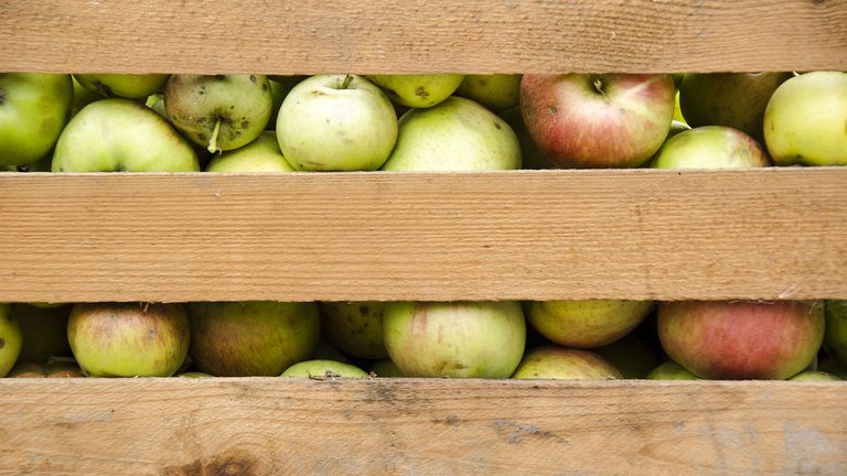 Undgå sygdom og skadedyr i dine æbler