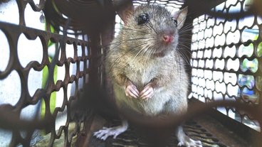 Derfor udgør private kloakker en blind vinkel i kampen mod rotter