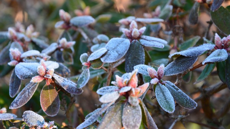 Nattefrost: Sådan beskytter du dine planter