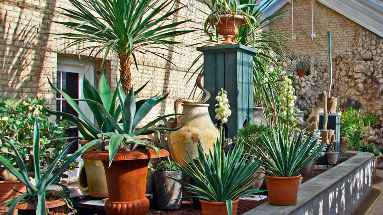 Dyrk skulpturelle sukkulenter hele året