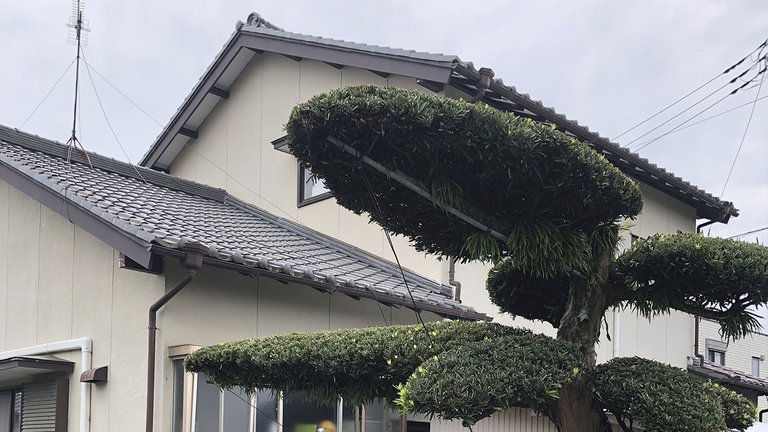 Japansk hus med bonsai-træer