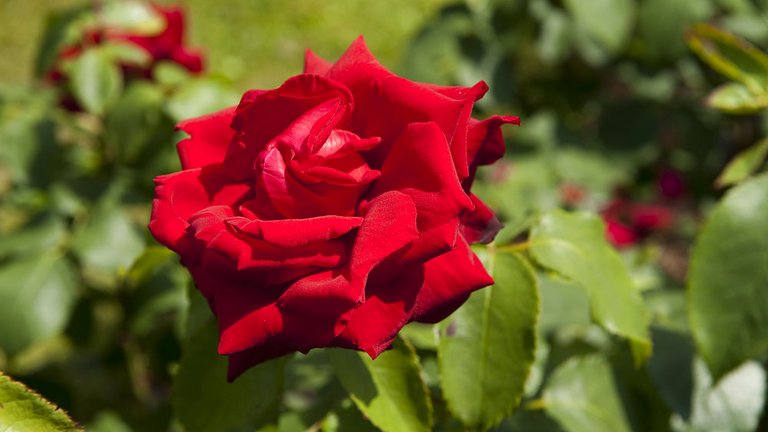 Rød rose af arten Leonora Christine