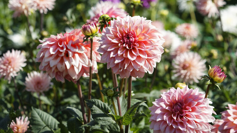 blomstrende dahlia i have