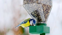 Du tiltrækker forskellige fugle, alt efter hvilket fuglefoder, du serverer.