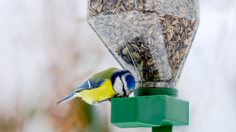 Du tiltrækker forskellige fugle, alt efter hvilket fuglefoder, du serverer.