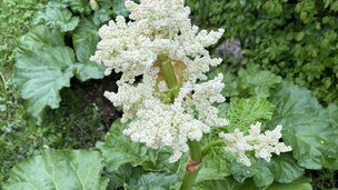 Rabarber 3/5: Gød og vand dine rabarber og skær blomsterne af