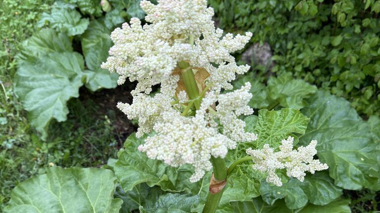 Rabarber 3/5: Gød og vand dine rabarber og skær blomsterne af