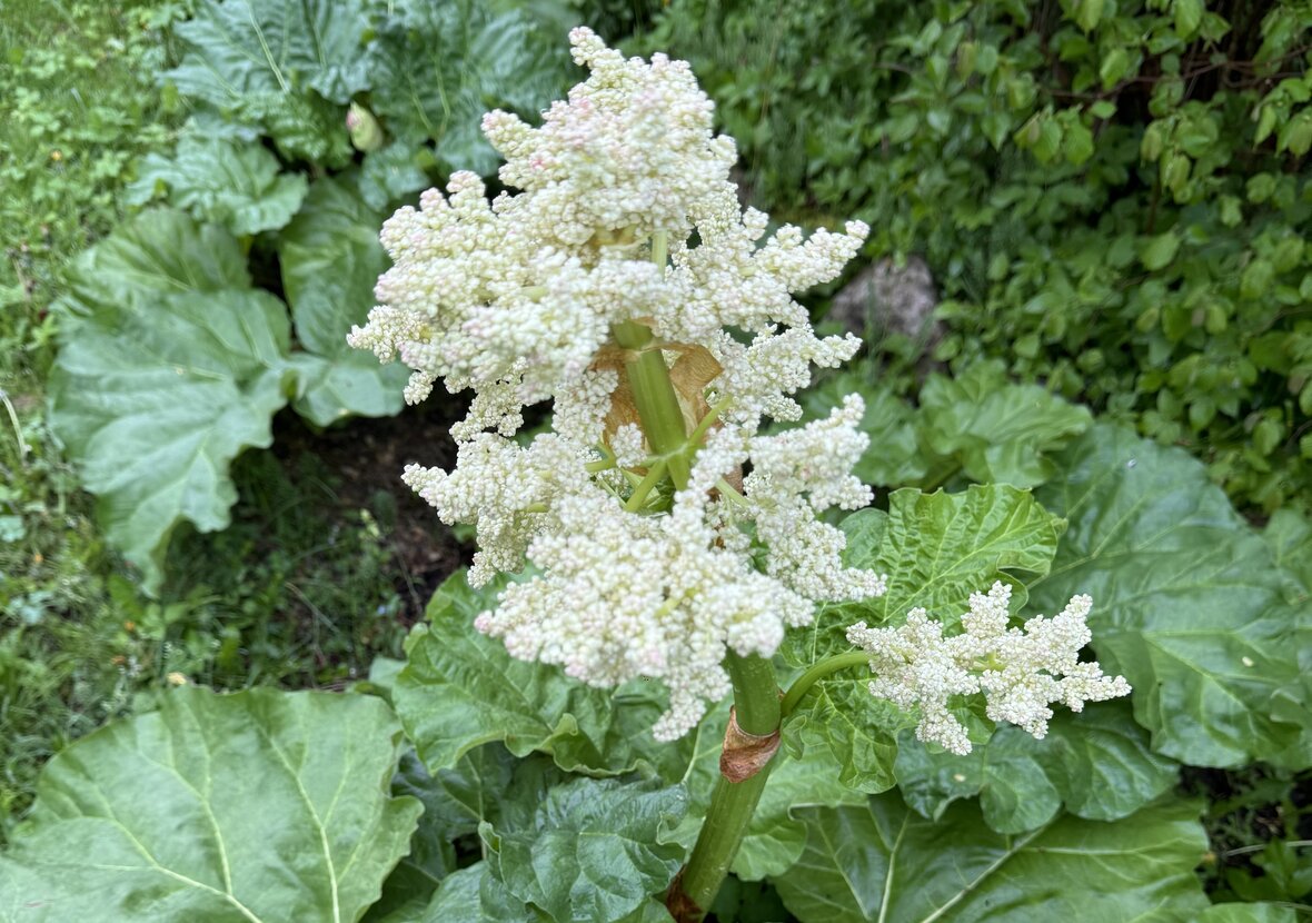 Rabarber i blomster