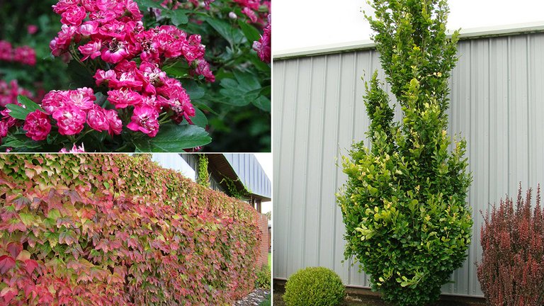 Rødtjørn med blomster, rådhusvin og søjle bøg