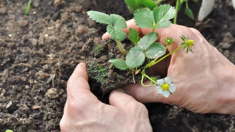 Se jordtemperaturen i Danmark måned for måned