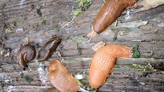 Er sneglegift farligt for havens dyr?