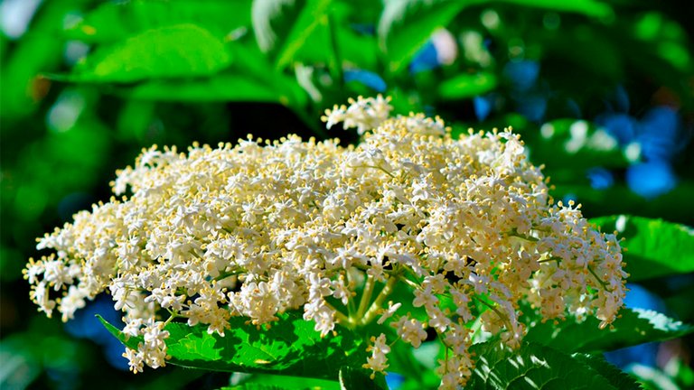 Saml frø eller kerner og plant et nyt træ i haven