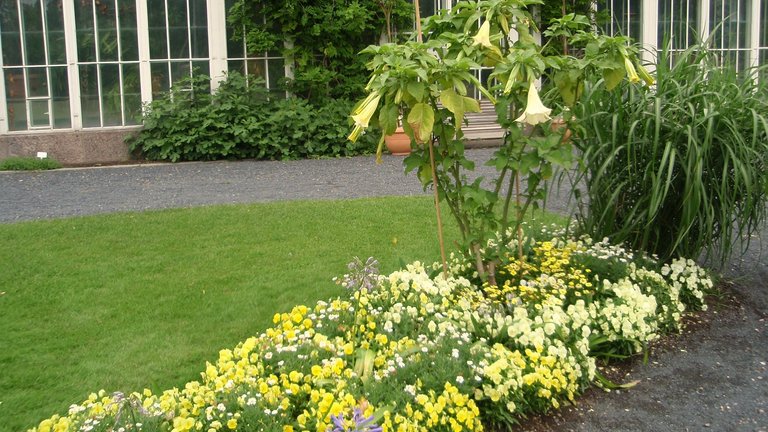 Få gang i dine middelhavsplanter efter vinteren
