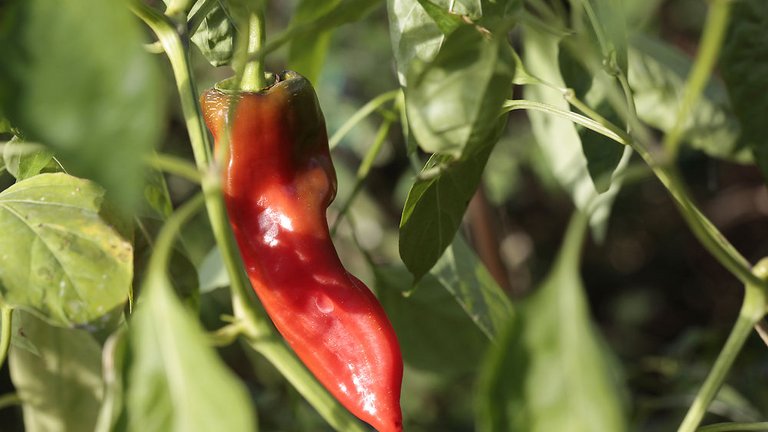 Hvordan dyrker du chili i din vindueskarm?