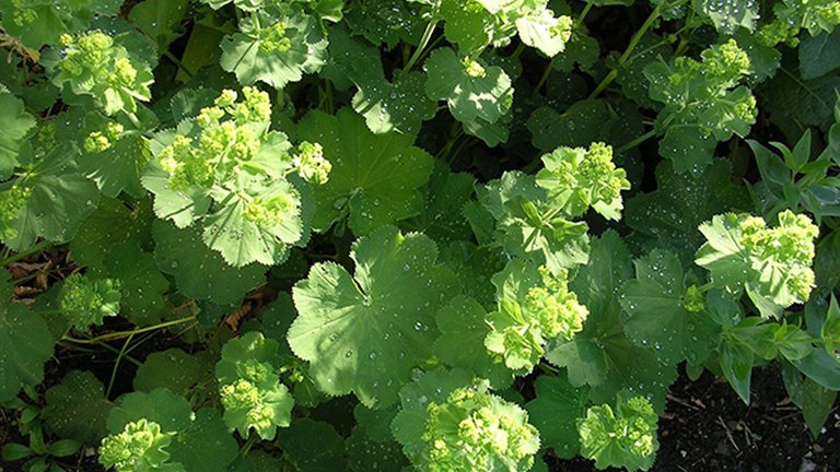 Valg af blomsterplanter til den nemme have