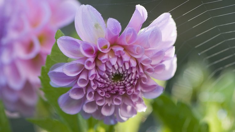 Dahlia i blomst