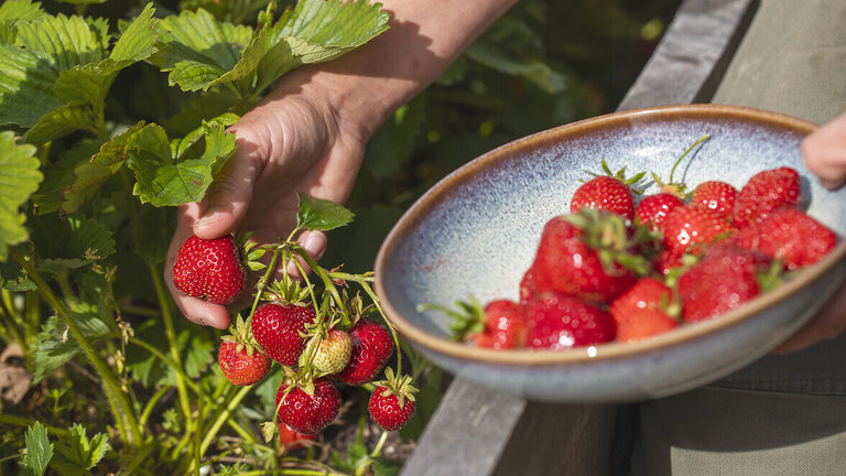 Lad stilken blive på jordbærrene når du plukker dem, så holder de længere. Foto: Rasmus Bjørnholdt Sørensen