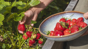 Lad stilken blive på jordbærrene når du plukker dem, så holder de længere. Foto: Rasmus Bjørnholdt Sørensen