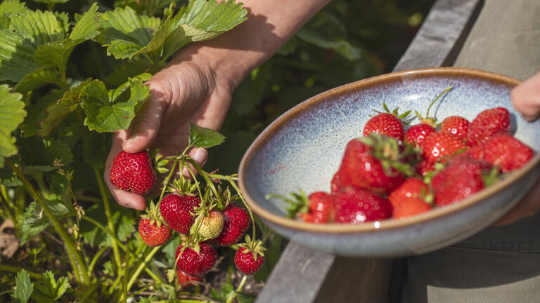 Quiz: Du er ferieklar – men er dit hus?