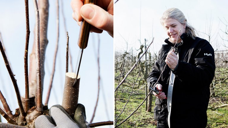 Sådan poder du dit gamle æbletræ