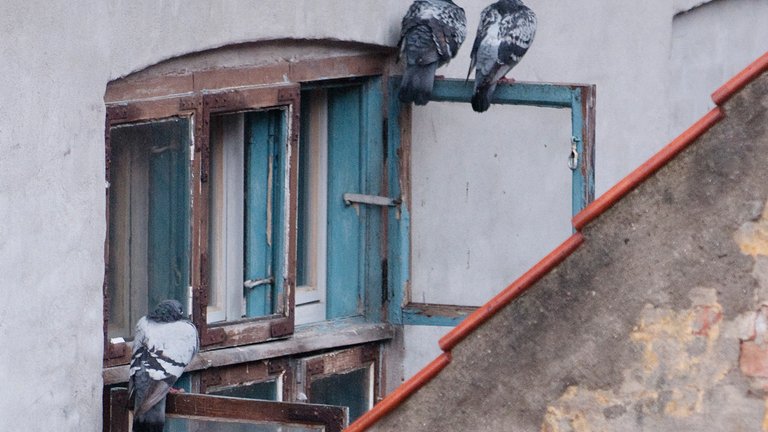 Kan duelort gøre dig syg?