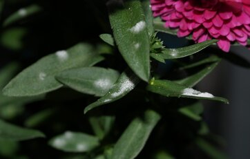 Meldug på en asters