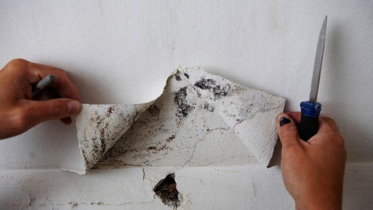 Skimmelsvamp og husforsikring