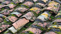 Mos og alger på taget: Skal du fjerne det?