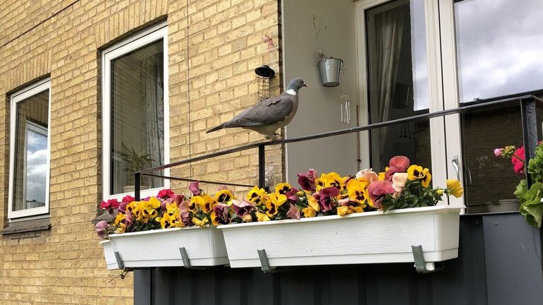 Quiz: Hvordan slipper du af med duer på altanen?