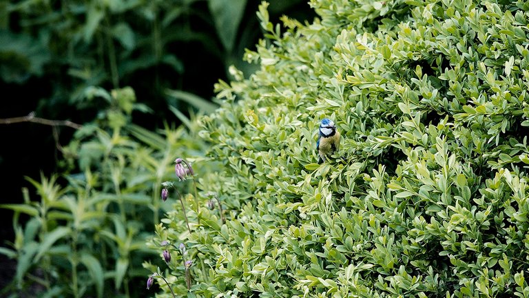 Sådan finder du ud af, hvilken plante du har i haven