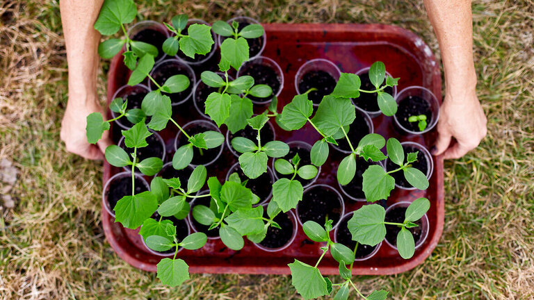 Du kan så agurker i små spirepotter, bakker eller andre små beholdere. Foto: Colourbox