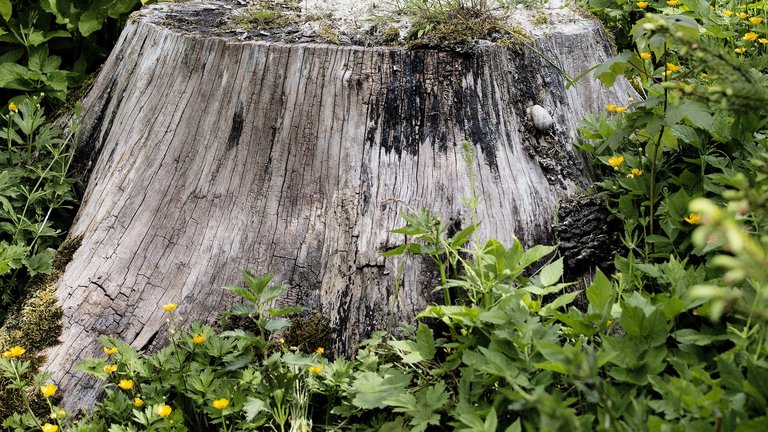 Kan salpetersyre fjerne en træstub?
