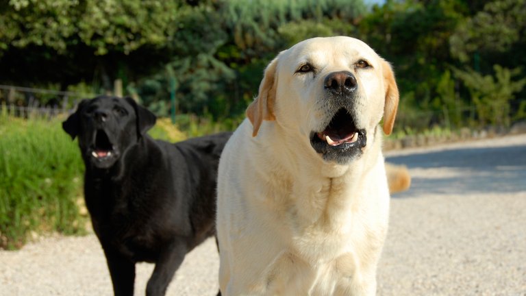 Hunde der gør