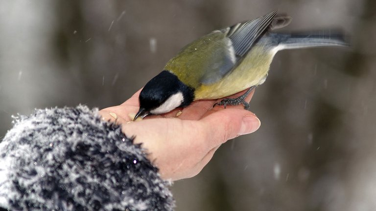 Sådan fodrer du fugle uden at tiltrække rotter