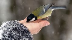 Sådan fodrer du fugle uden at tiltrække rotter