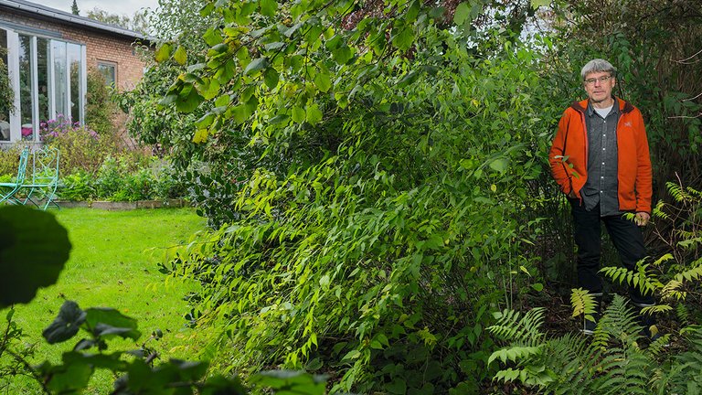 Grøn have udleder mindre CO2