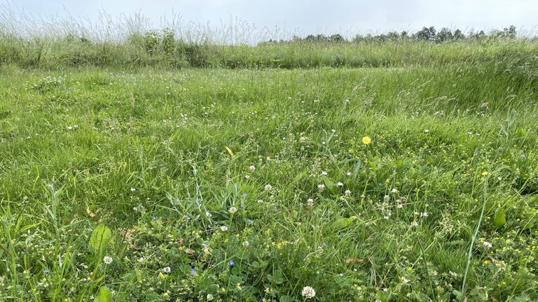 5 blomstrende urter i plænen