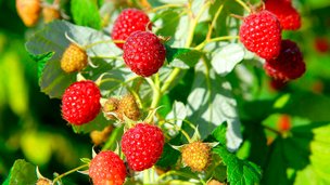 Sådan passer og plejer du dine hindbær