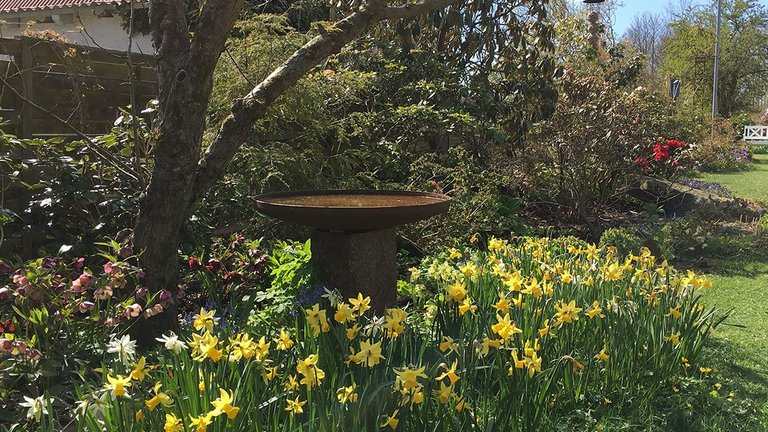 Naturhave med blomster, vand og insekter