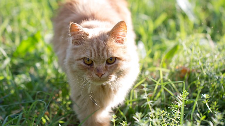 10 overraskende ting, som din indboforsikring dækker