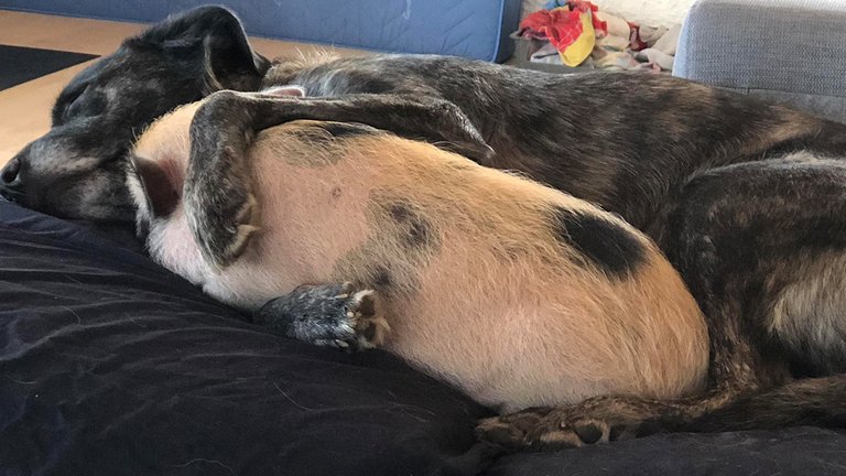 Kælegris blev adopteret af familiens hund