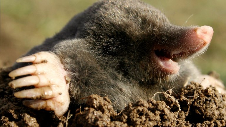 Muldvarpe i haven - sådan bekæmper du dem