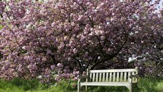 Vælg de rigtige træer til parcelhushaven