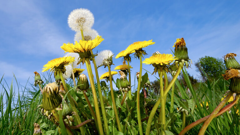 Alt du skal vide om ukrudt