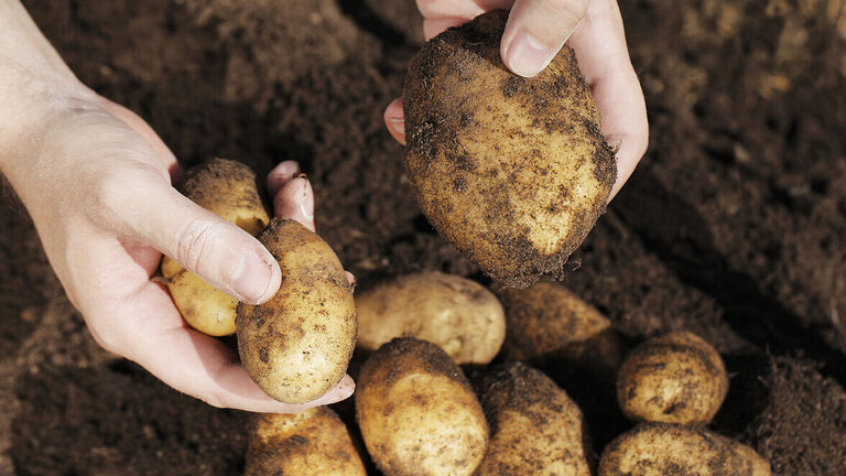 Sørg for at kartoflerne tørrer helt efter de er gravet op, det minimerer risikoen for råd. Foto: Colorbox