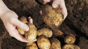 Sørg for at kartoflerne tørrer helt efter de er gravet op, det minimerer risikoen for råd. Foto: Colorbox